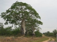 fond d ecran original de Brigitte Andre - Afrique Angola