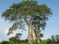 fond d'cran de Brigitte Andre - Afrique Angola