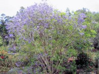 fond cran de Jean-Pierre Marro - Afrique Ile de la runion Arbres fruitiers