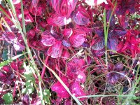 fond cran de Jean-Pierre Marro - Afrique Ile de la runion Fleurs