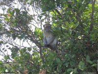 fonds d'ecran de Jean-Pierre Marro - Afrique Ile Maurice Animaux