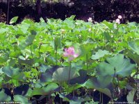 fond d ecran original de Jean-Pierre Marro - Afrique Ile Maurice Fleurs de Lotus