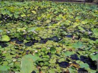 fonds cran de Jean-Pierre Marro - Afrique Ile Maurice Fleurs de Lotus