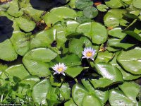 fonds ecran de Jean-Pierre Marro - Afrique Ile Maurice Fleurs de Lotus