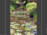 fond cran de Jean-Pierre Marro - Afrique Ile Maurice Fleurs de Lotus