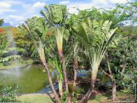 fond d ecran de Afrique Ile Maurice Habitations et palmiers - Jean-Pierre Marro