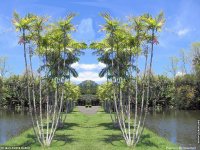 fonds d'cran de Jean-Pierre Marro - Afrique Ile Maurice Habitations et palmiers