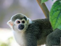 fond d'cran de Isabelle Roux - Amerique du Sud - Amazonie -Guyane