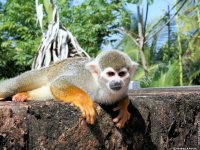 fond cran de Isabelle Roux - Amerique du Sud - Amazonie -Guyane