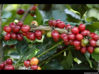 fond cran de Bndicte Gomez - Amerique du sud Colombie