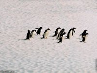 fonds d ecran de Jean-Pierre Marro - Antarctique Pole Sud Iceberg Banquise