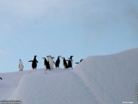 fonds d'cran de Jean-Pierre Marro - Antarctique Pole Sud Iceberg Banquise