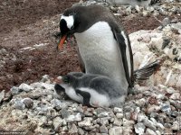 fond cran de Jean-Pierre Marro - Antarctique Pole Sud Iceberg Banquise