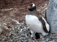 fonds cran de Jean-Pierre Marro - Antarctique Pole Sud Iceberg Banquise