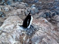 fonds ecran de Jean-Pierre Marro - Antarctique Pole Sud Iceberg Banquise