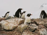 fond d'cran de Jean-Pierre Marro - Antarctique Pole Sud Iceberg Banquise