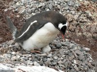 fond d ecran de Antarctique Pole Sud Iceberg Banquise - Jean-Pierre Marro