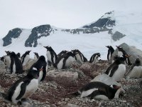 fond cran de Jean-Pierre Marro - Antarctique Pole Sud Iceberg Banquise