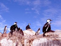 fond d ecran de Antarctique Pole Sud Iceberg Banquise - Jean-Pierre Marro