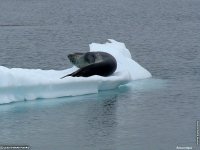 fonds d'ecran de Jean-Pierre Marro - Antarctique Pole Sud Iceberg Banquise