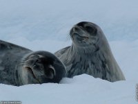 fond d ecran de Antarctique Pole Sud Iceberg Banquise - Jean-Pierre Marro