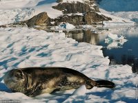 fond cran de Jean-Pierre Marro - Antarctique Pole Sud Iceberg Banquise