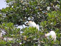 fond d ecran de Antilles Guadeloupe - Ariane Vollery