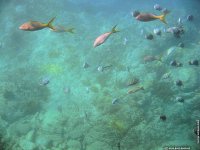 fond cran de Guilne Amiens - Antilles Guadeloupe