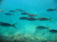 fond d ecran de Antilles Guadeloupe - Guilne Amiens