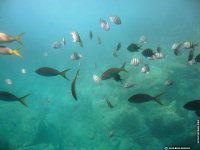 fond d ecran de Antilles Guadeloupe - Guilne Amiens