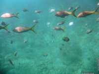 fond d ecran de Antilles Guadeloupe - Guilne Amiens