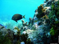 fond cran de Michel Tetron - Asie du Sud-Ouest - Maldives Atoll Alifu Dhaalu - Plongee sous marine