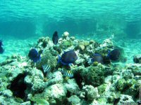 fonds d'ecran de Michel Tetron - Asie du Sud-Ouest - Maldives Atoll Alifu Dhaalu - Plongee sous marine