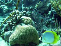 fond d'cran de Michel Tetron - Asie du Sud-Ouest - Maldives Atoll Alifu Dhaalu - Plongee sous marine