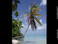 fond d ecran de des fonds d'ecran de Bora-Bora bora par Olivier Birraux , habitant  ... Bora bora. Nana et  faaitoito ! - Olivier Birraux