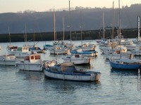 fonds cran de Thierry Texier Lafleur - Binic Cotes d'Armor Bretagne en fond d'ecran