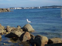 fonds d'cran de Jean Cirard - ile-de-Batz Bretagne - L'Ile de Batz