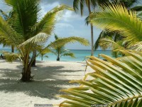 fond d ecran de caraibes-republique-dominicaine-ile-de-saona - Sylvie Mornon