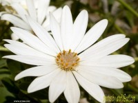 fonds cran de Tof - Tof  roi des photos de fleurs de cactus