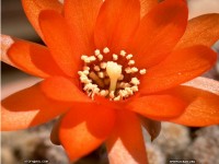 fond d'cran de Tof - Tof  roi des photos de fleurs de cactus