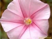 fonds d ecran de Tof - Tof  roi des photos de fleurs de cactus