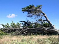 fonds ecran de Gerard Mery - Poitou Charente-Maritime Ile d'Olron