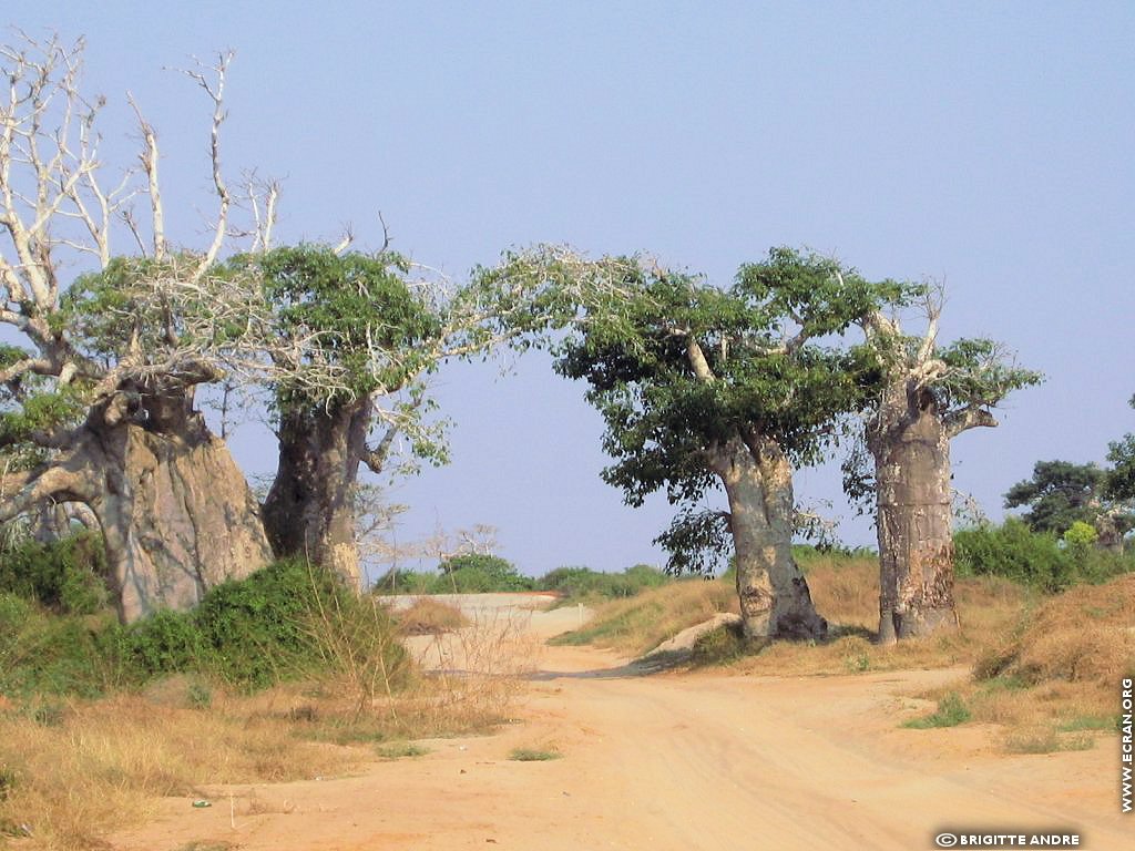 fonds d cran Afrique Angola - de Brigitte Andre