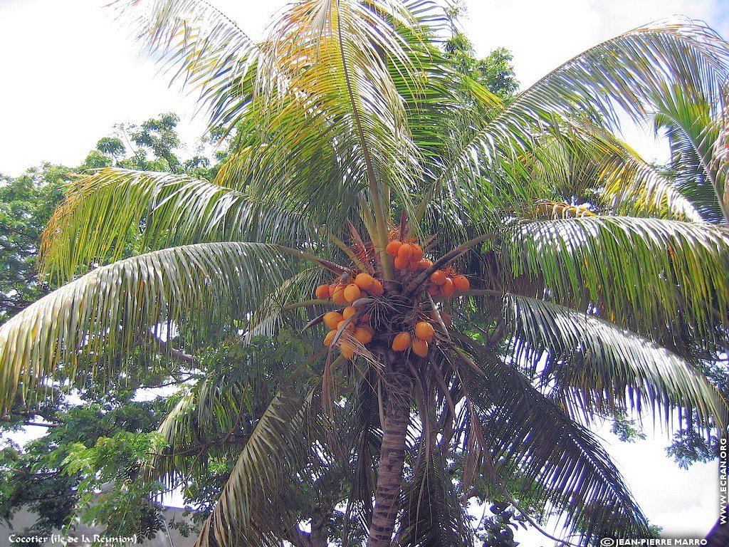 fonds d cran Afrique Ile de la runion Arbres fruitiers - de Jean-Pierre Marro