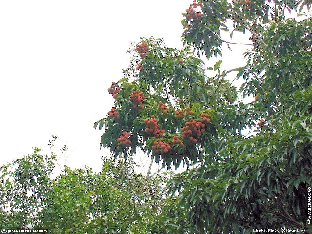 fonds d cran Afrique Ile de la runion Arbres fruitiers - de Jean-Pierre Marro