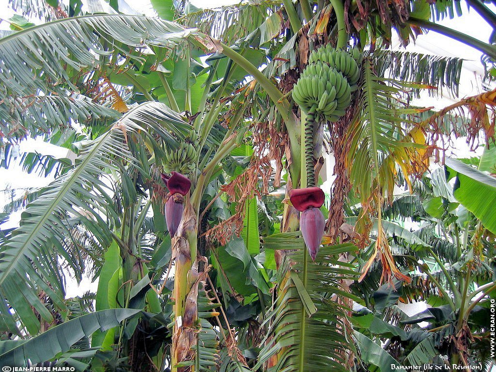 fonds d cran Afrique Ile de la runion Arbres fruitiers - de Jean-Pierre Marro