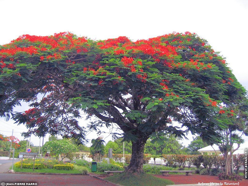 fonds d cran Afrique Ile de la runion Arbres fruitiers - de Jean-Pierre Marro