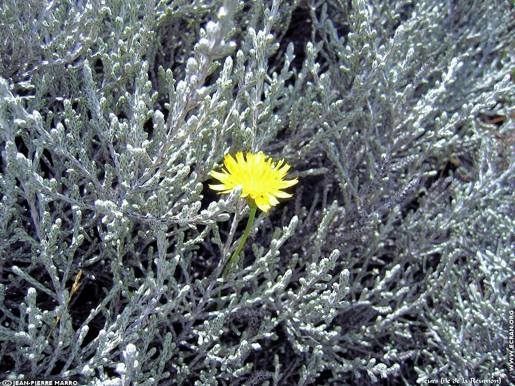 fonds d cran Afrique Ile de la runion Fleurs - de Jean-Pierre Marro