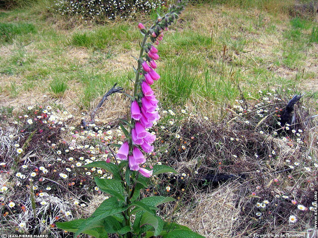 fonds d cran Afrique Ile de la runion Fleurs - de Jean-Pierre Marro