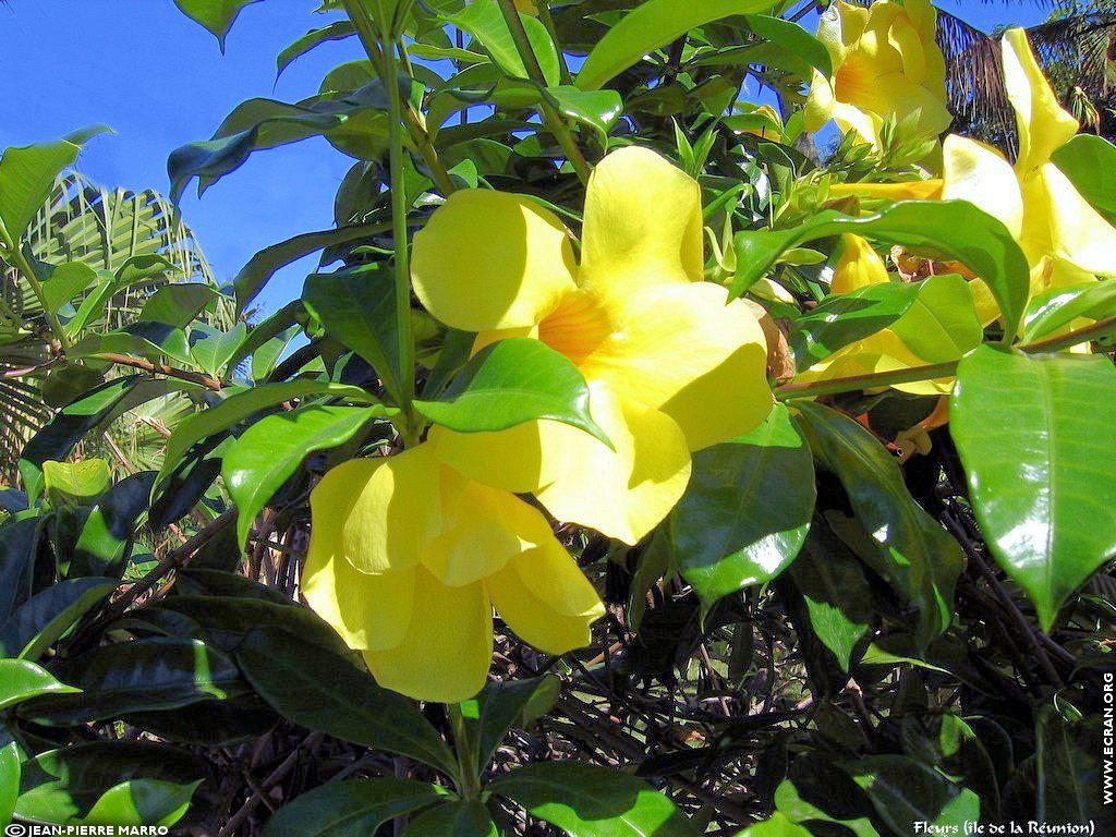 fonds d cran Afrique Ile de la runion Fleurs - de Jean-Pierre Marro